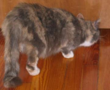 stray-small.jpg
