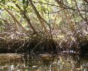 Mangroves
