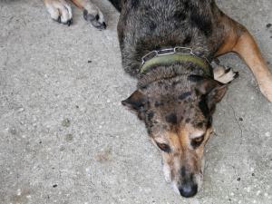 rcroft-dog-crop1-small
